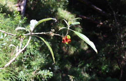 Solanum giganteum, photograph 1