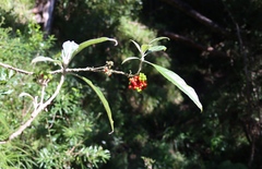 Solanum giganteum, photograph (c) Tony Rebelo, some rights reserved (CC BY-SA)