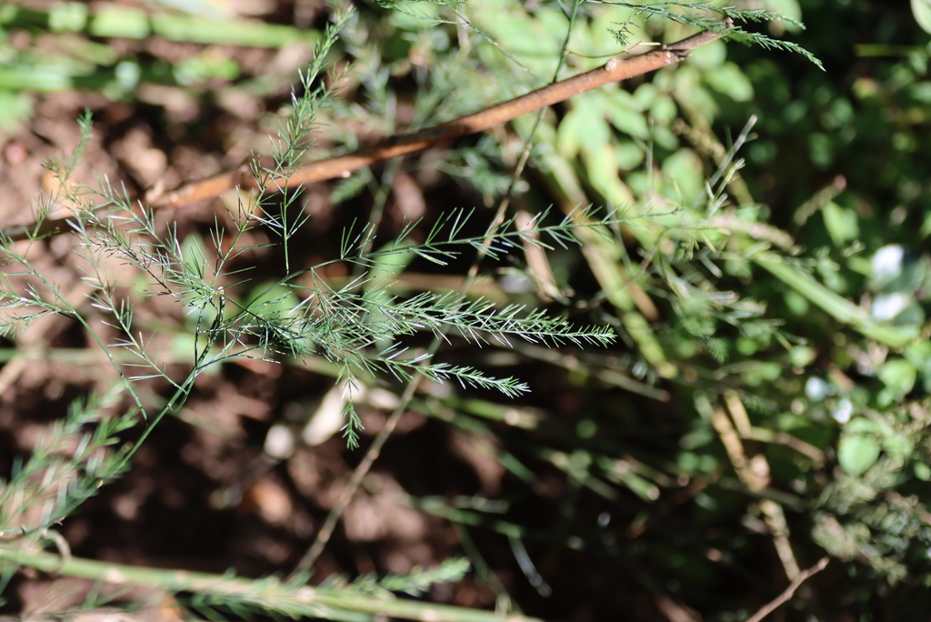 Asparagus virgatus; photograph (c) Tony Rebelo, some rights reserved (CC BY-SA)