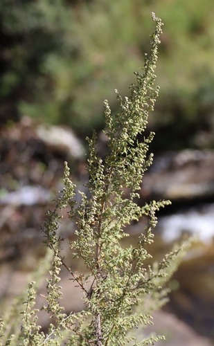 Artemisia afra, photograph 1
