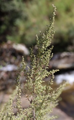 Artemisia afra