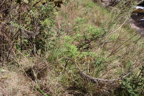 Artemisia afra, photograph 2