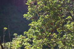 Ilex mitis, photograph (c) Tony Rebelo, some rights reserved (CC BY-SA)