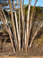 Eucalyptus subangusta subangusta