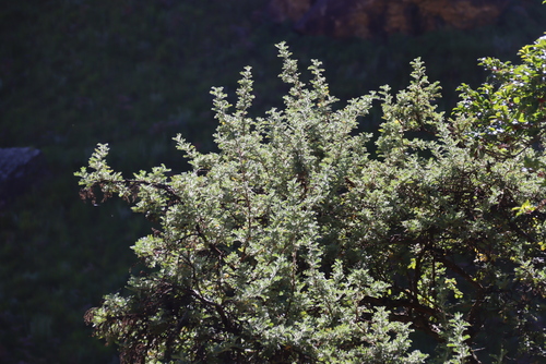 Leucosidea sericea, photograph 6
