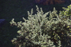 Leucosidea sericea, photograph (c) Tony Rebelo, some rights reserved (CC BY-SA)