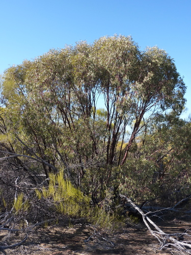 Eucalyptus crucis