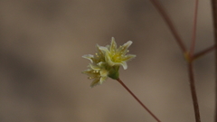 Eriogonum ordii