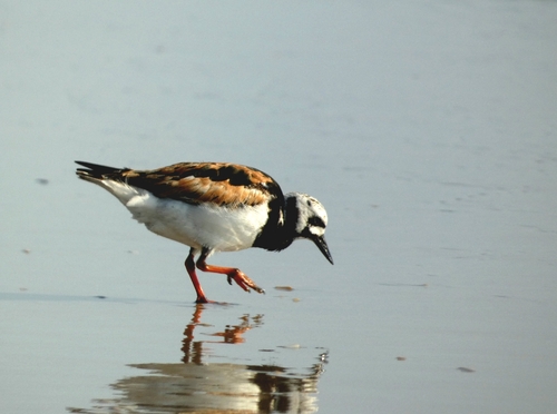 iNaturalist image