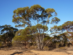 Eucalyptus subangusta subangusta