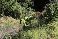 Merwilla plumbea, photograph (c) Tony Rebelo, some rights reserved (CC BY-SA)