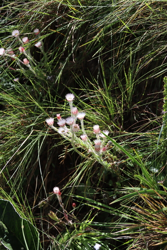 Helichrysum adenocarpum, photograph 6