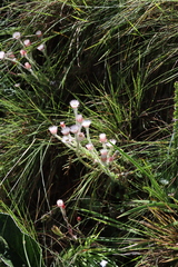 Helichrysum adenocarpum, photograph (c) Tony Rebelo, some rights reserved (CC BY-SA)