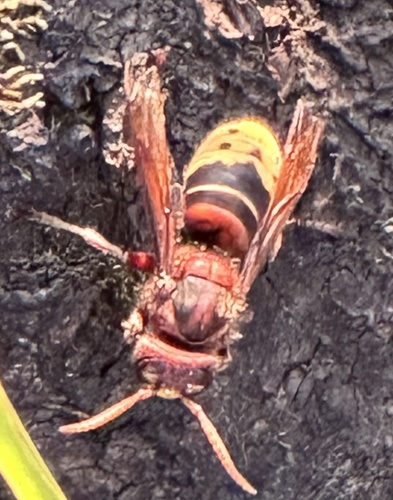 European Hornet