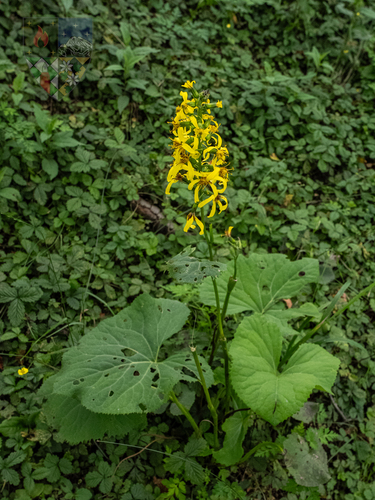 Ligularia intermedia