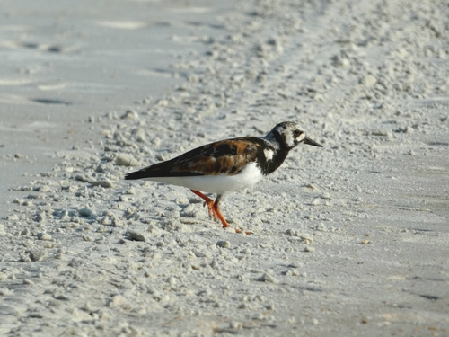 iNaturalist image
