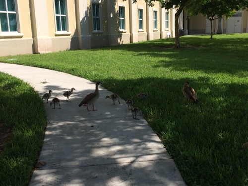 iNaturalist image
