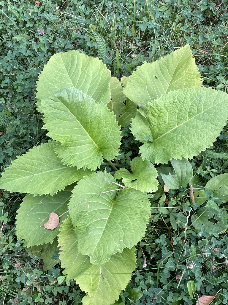 Telekia speciosa, Markkleeberg, Saxony, DE