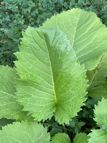 Telekia speciosa