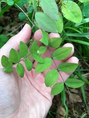 Lathyrus holochlorus