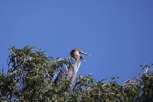 iNaturalist image