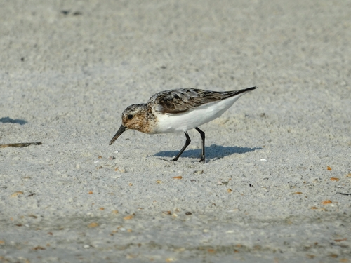 iNaturalist image