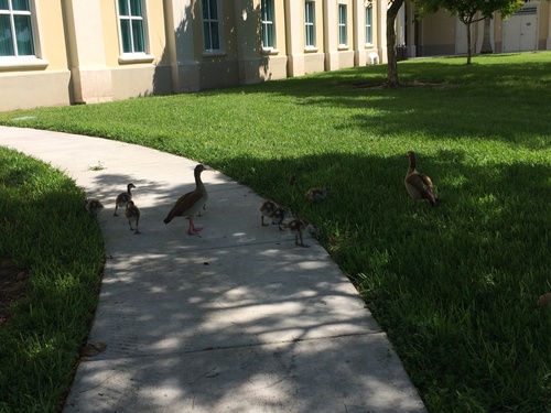 iNaturalist image
