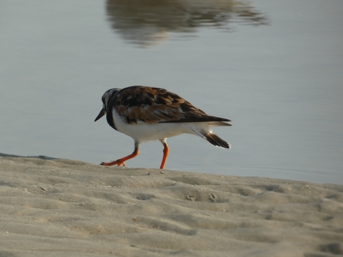 iNaturalist image