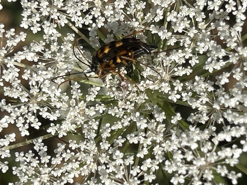 Strangalia attenuata