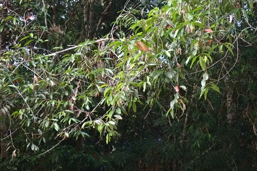 Dipterocarpus oblongifolius observed 2026-07-24