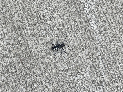 Citrus Longhorn Beetle
