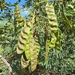 Acacia flava