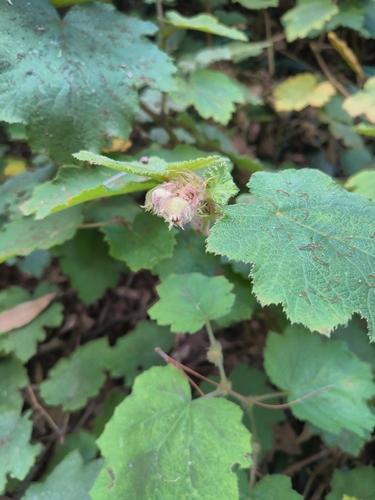 Rubus alceifolius, photograph 5