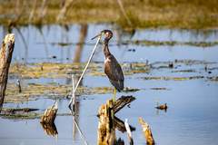 Egretta tricolor image