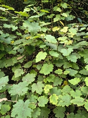 Rubus alceifolius, photograph (c) Jan Hackel, some rights reserved (CC BY)