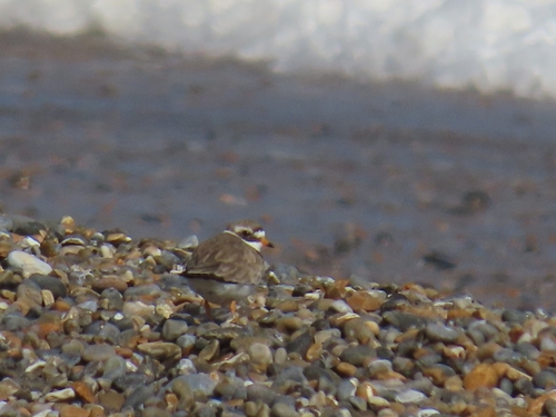 iNaturalist image