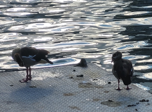 iNaturalist image