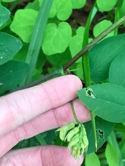 Lathyrus holochlorus