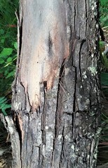 Eucalyptus stellulata