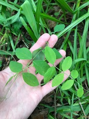 Lathyrus holochlorus