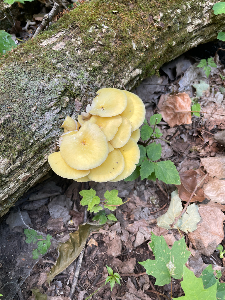 Golden Oyster Mushroom · July 2026 · photo: Photo: no rights reserved · iNaturalist