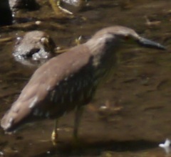 Nycticorax nycticorax