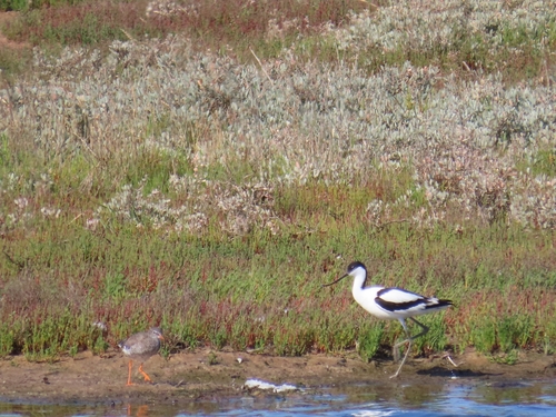 iNaturalist image