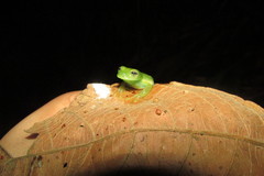Centrolenidae