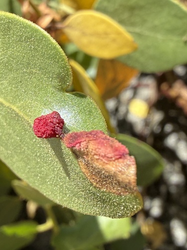 iNaturalist observation photo of Manzanita Leafgall Aphid