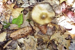 Entoloma vernum