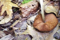 Entoloma vernum