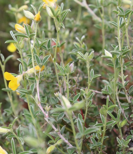 Argyrolobium zanonii, photograph 5