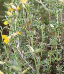 (c) Lídia Carrera, some rights reserved (CC BY) Argyrolobium zanonii, photograph (c) Lídia Carrera, some rights reserved (CC BY)