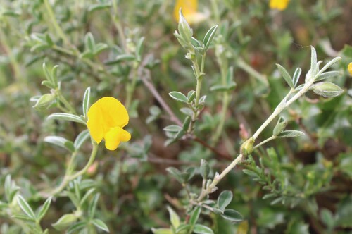 Argyrolobium zanonii, photograph 4